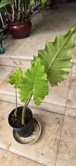 Alocasia Portadora