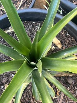 Pineapple Plant