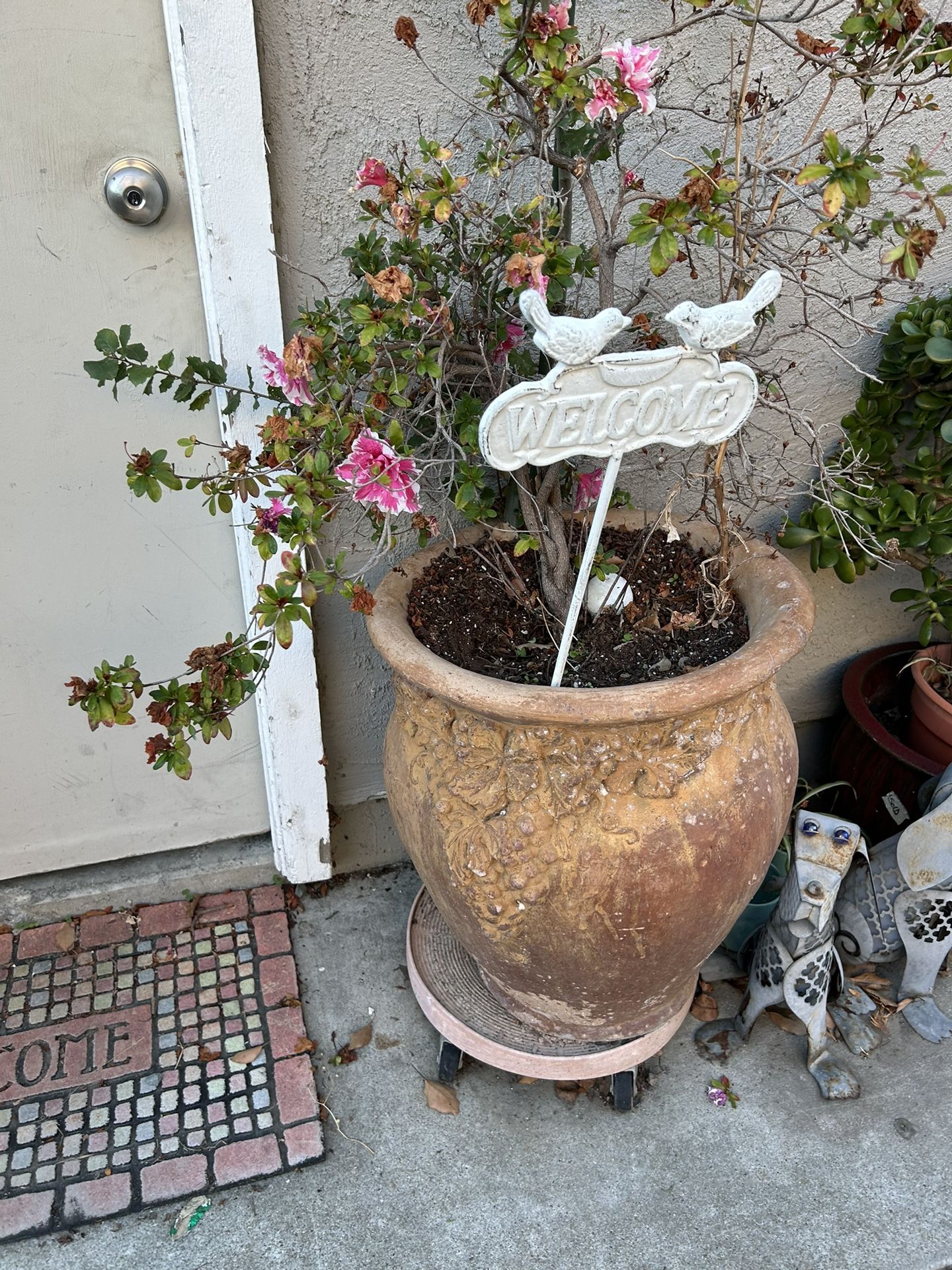 2 Big Plants 60 Each Very Heavy