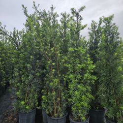 podocarpus  over 7 to 8+ feet tall  Instant Privacy Hedge For Fence 