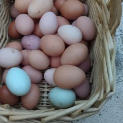 Fresh Eggs Daily 
