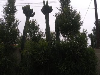 Plant/succulents