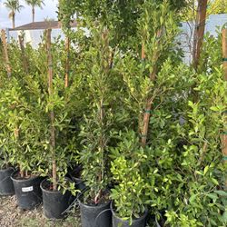 Indian laurel, Ficus, Hedges 5gal- SEE BELOW