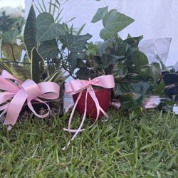 Plant Arrangements For Mother’s Day