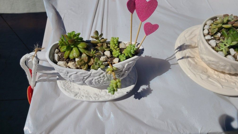 Succulent Arrangements