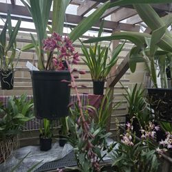 Cymbidium Cascading Pendulous, Blooming 