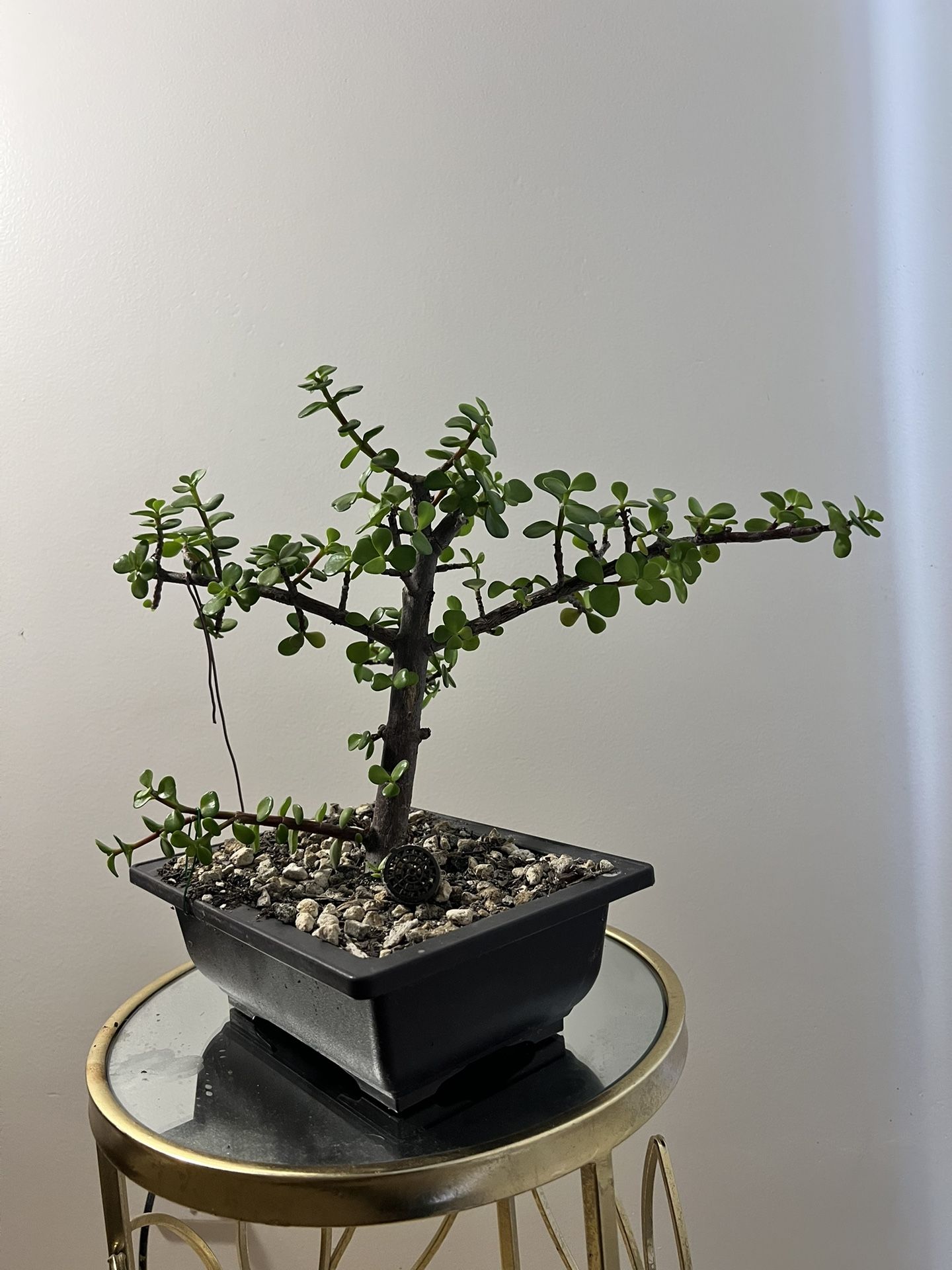 Dwarf Jade Pre Bonsai