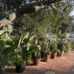 Plant sale, everything must go