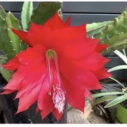 Orchids Cactus Color Red Flowers Blooming Soon $20 Each Rooted Poted