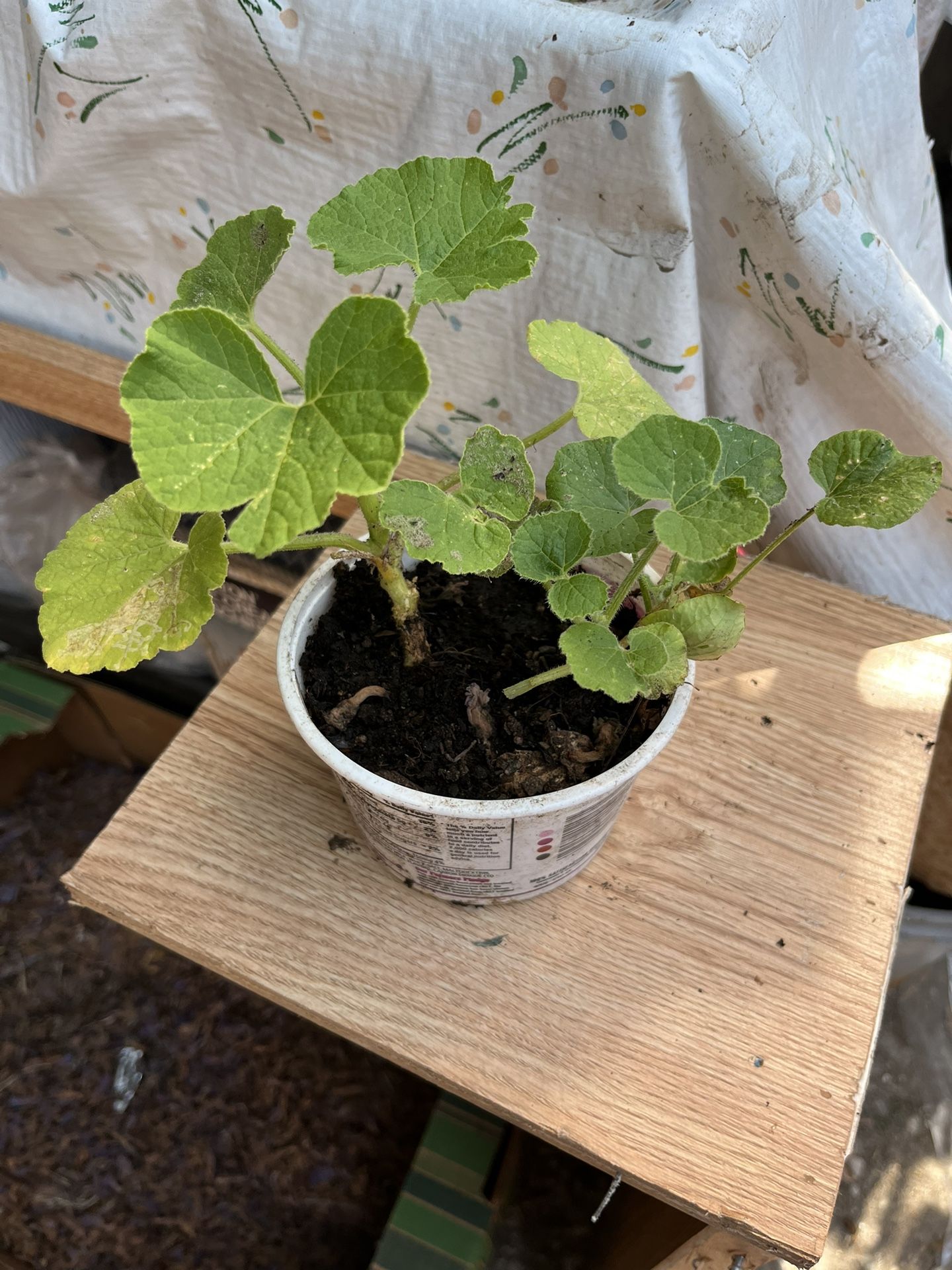 Kabocha Plant