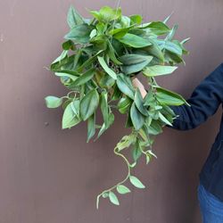 6” scindapsus moonlight 