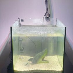 Rimless 10 gallon tank comes with heater and ai light