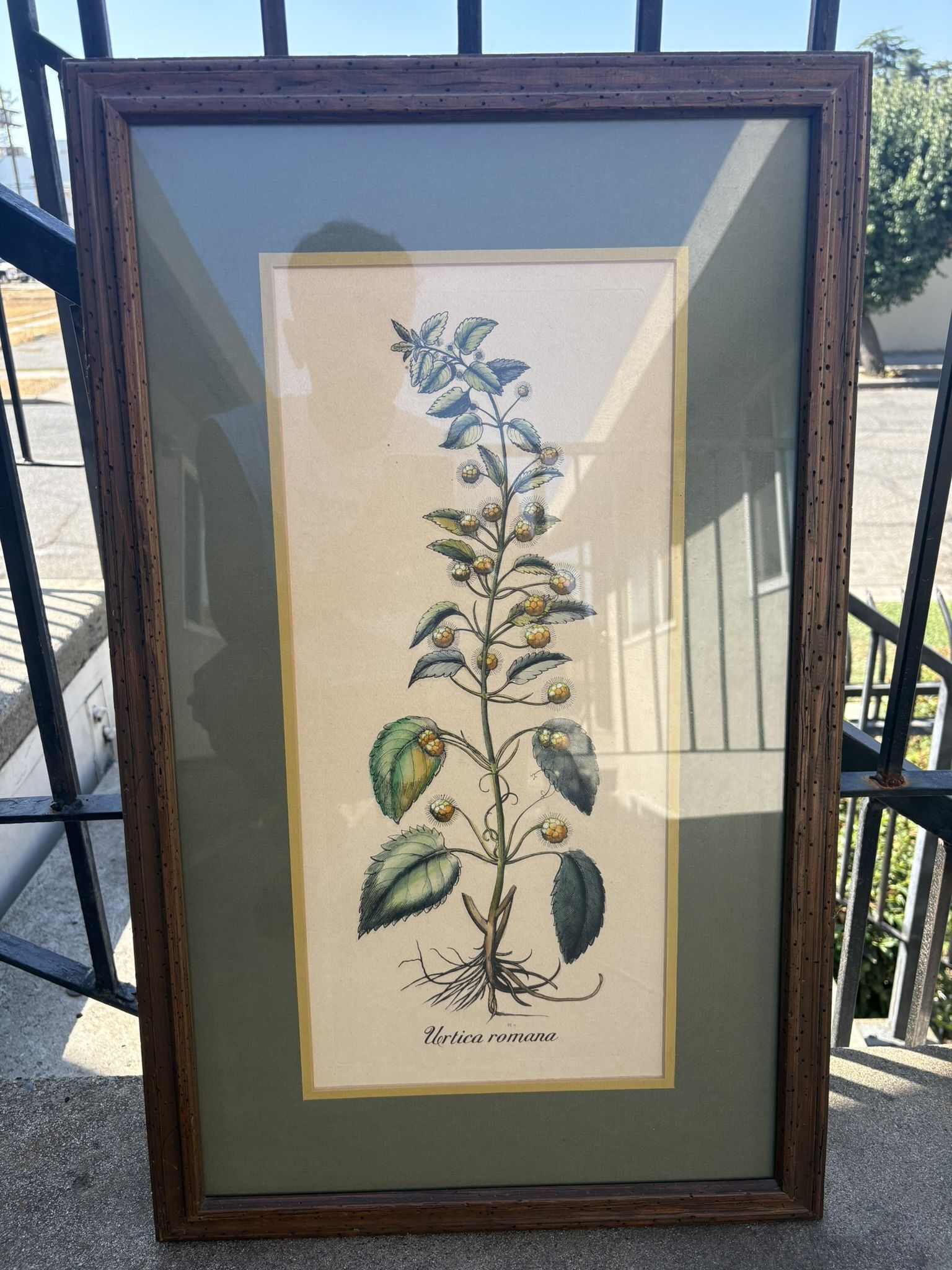 Framed Botanical Print Wall Art (2 pc.)