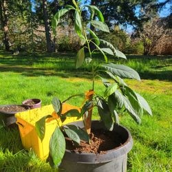 Avacado Tree