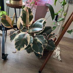 $5-$10 ALL PLANTS MUST GO