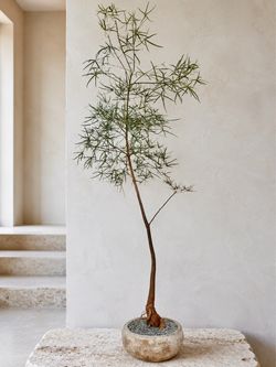 ~ 8 Ft. Tall Queensland Bottle Tree/ Brachychiton Rupestris (Planter Included) ‘Local LA Seller’