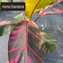 nono banana variegated plants 🪴 in 3 gal
