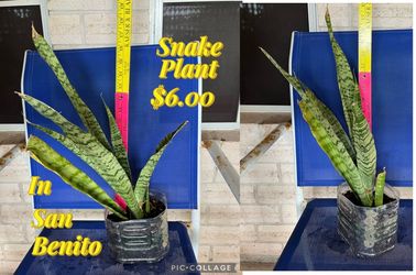 Snake plant for sale