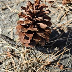 Nice Pine Cones