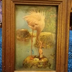 Flamingo Picture