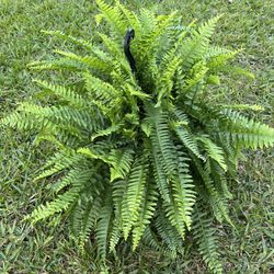 BOSTON FERN (“10 Hanging Basket) Grace With Ambience for Office or Home