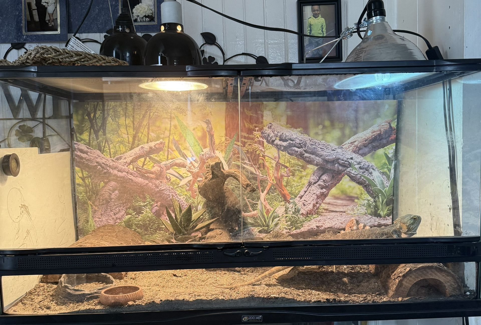 Bearded Dragon Tank