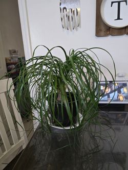 Large Size Ponytail Palm House Plant 🪴