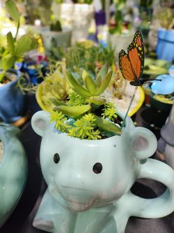 Plantas Naturales 🦋Natural plants 