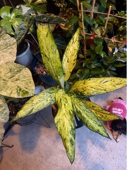 Dieffenbachia 'Star Bright