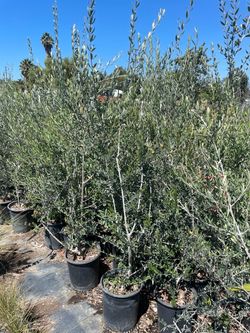 Olive Trees multi branches