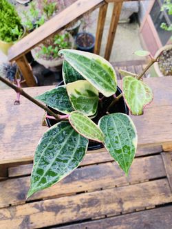 Live indoor Hoya Macrophylla plant in a plastic planter pot—firm price