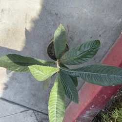 Healthy Loquat Fruit Tree Plant 