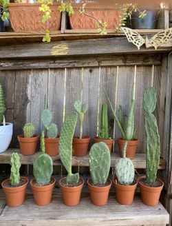 Small Cactus Plants Mix