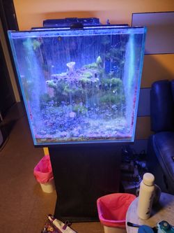 60 gal cube aquarium
