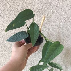 Beautiful Cebu Blue Pothos Plant