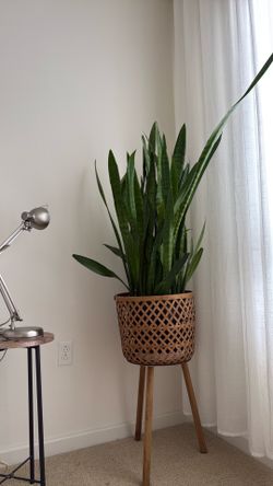 Large healthy snake plant