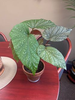 Angel Wing Begonia Lucerna Plant