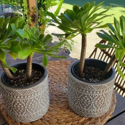 Aeonium Succulent Plants 