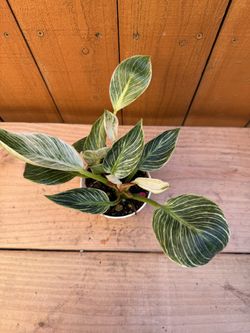 Philodendron Birkin variegated 4” (#2)