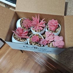Plastic Red Succulents