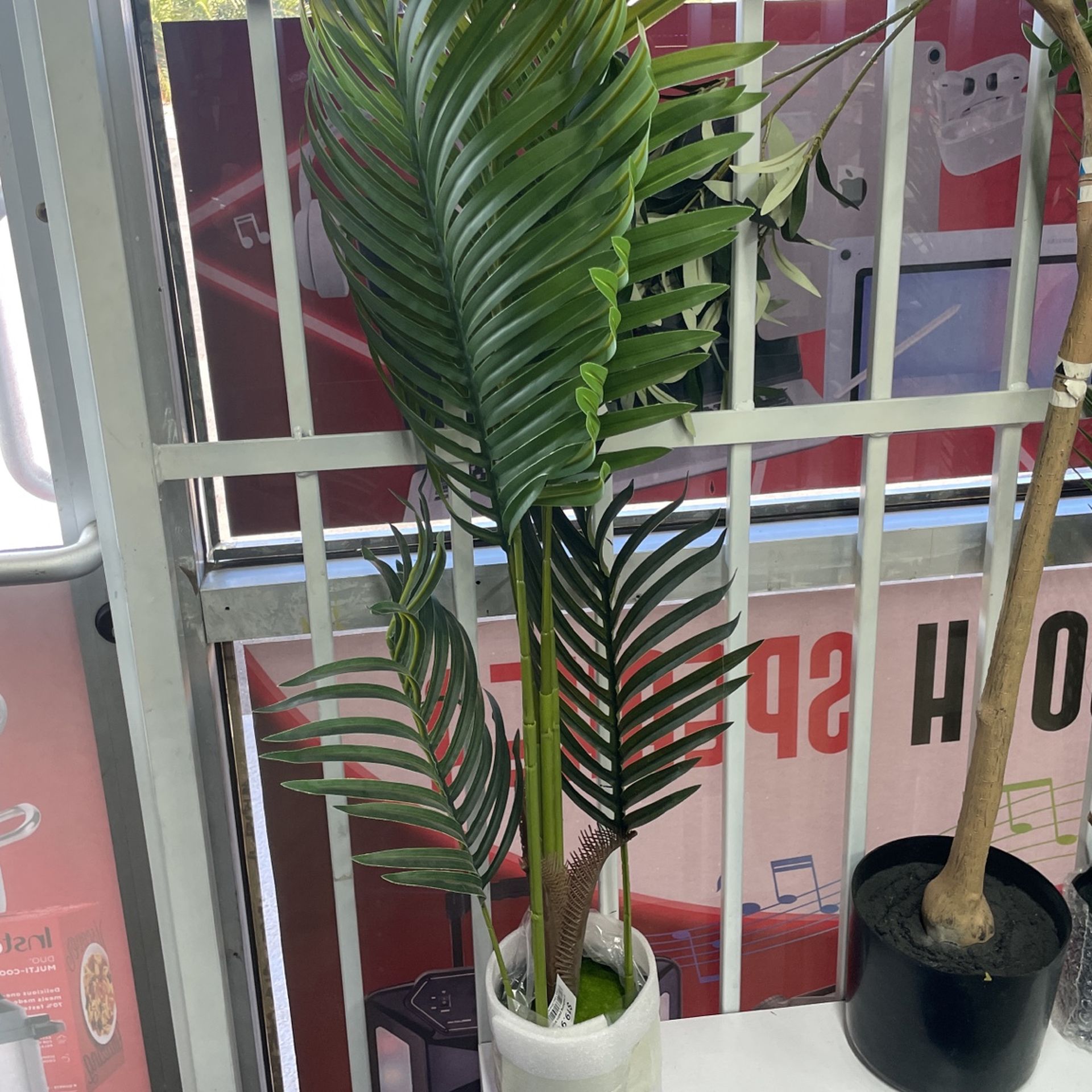 3 Haiphong Palm Tree