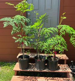 Moringa