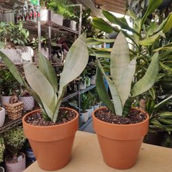 Moonshine Snake Plant 