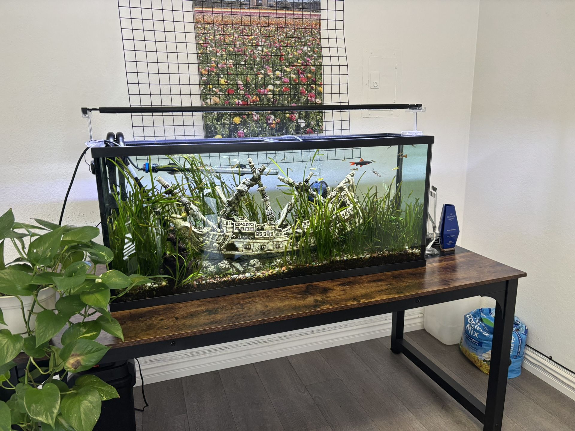55 Gallon Fish Tank
