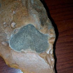 Are You Interested In Fossils And Arrow Heads