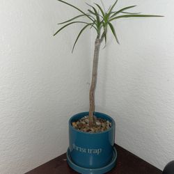 Dragon Tree Plant - $20 Self Draining Decorative Pot