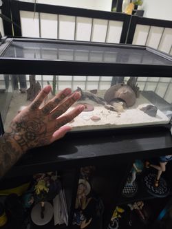 Reptilian tank