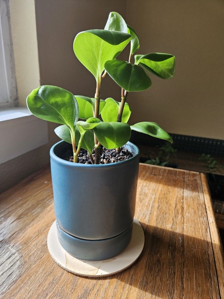 Baby Rubber Plant, Indoor, With Pot