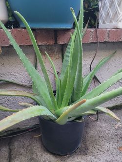 Large Aloe vera plant in 1 gal nursery pot - many heath benefis