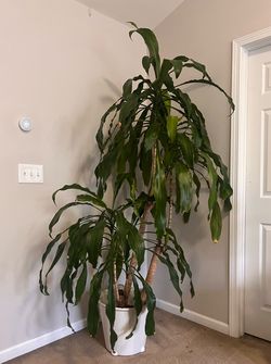 7ft Dracaena Plant